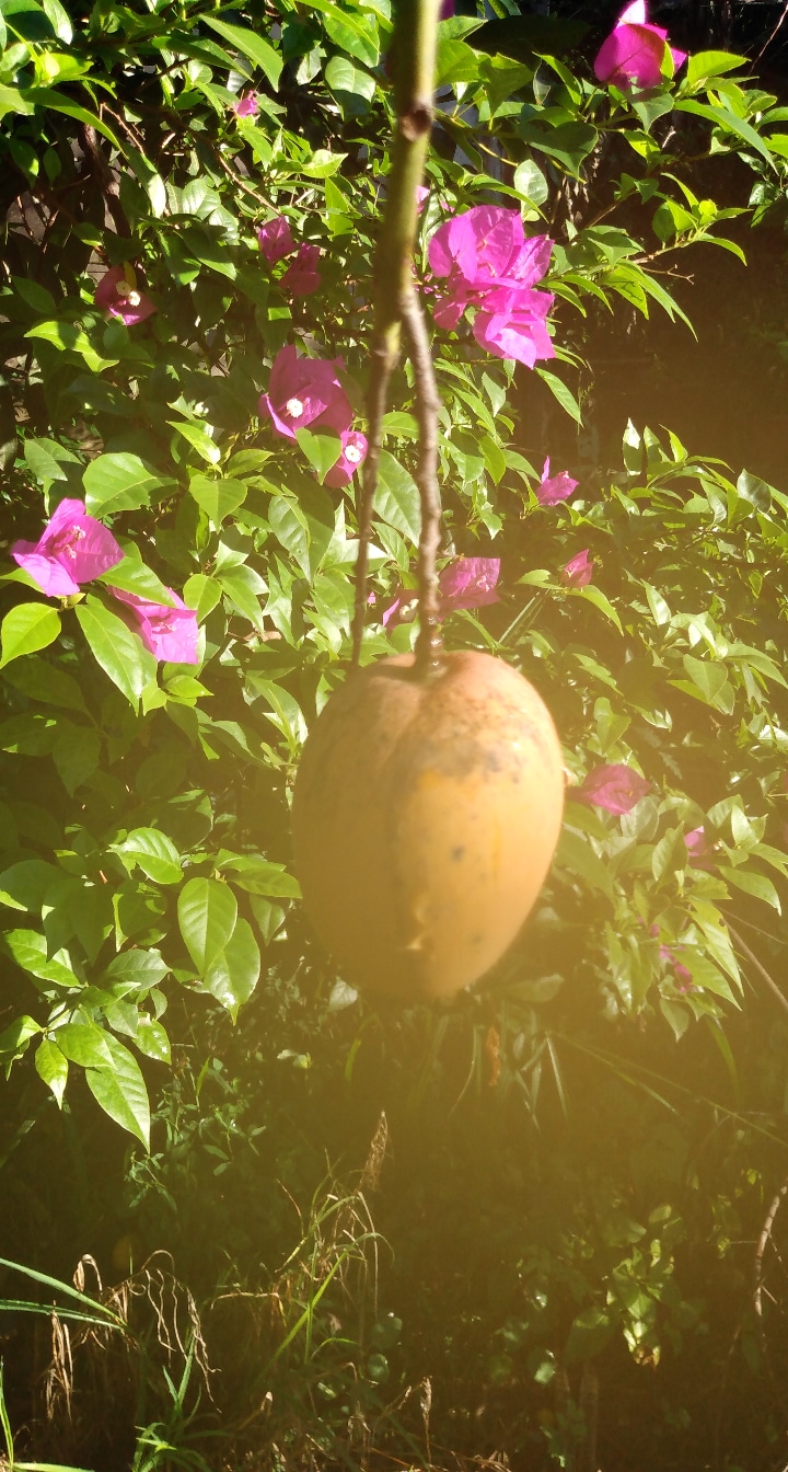 Video de sexo lesbicas se masturbando gostoso Caroco de manga buceta